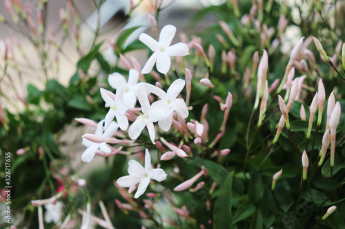 white jasminum polyanthum flowers closeup