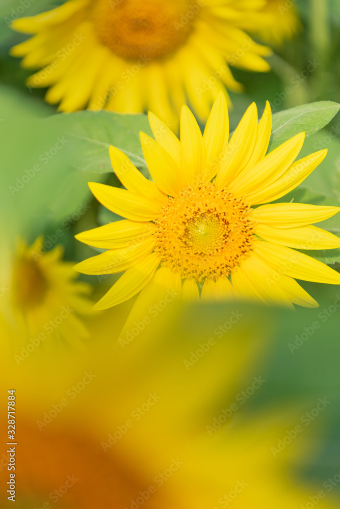 Sunflowers in the blue sky Sunflowers in the blue sky