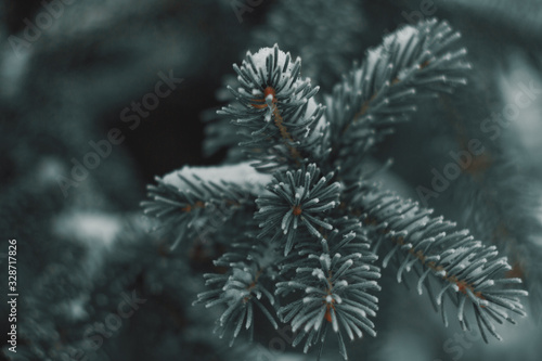 spruce twigs in winter closeup