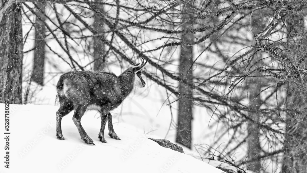 Chamois in winter forest (Rupicapra rupicapra) Chamois in winter forest (Rupicapra rupicapra)