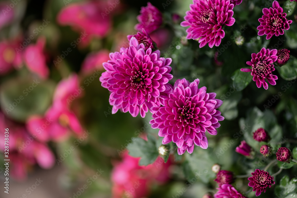 Close up of purple chrysanthemum Close up of purple chrysanthemum