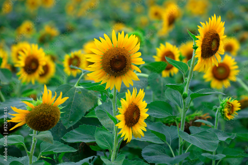 Sunflowers on a farm, China Sunflowers on a farm, China