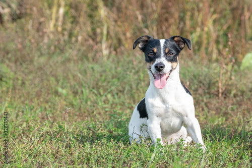 Black and white Jack Russell Terrier posing in a field