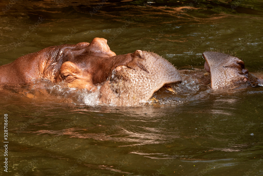 Fototapeta premium Two hippos fighting in the river.