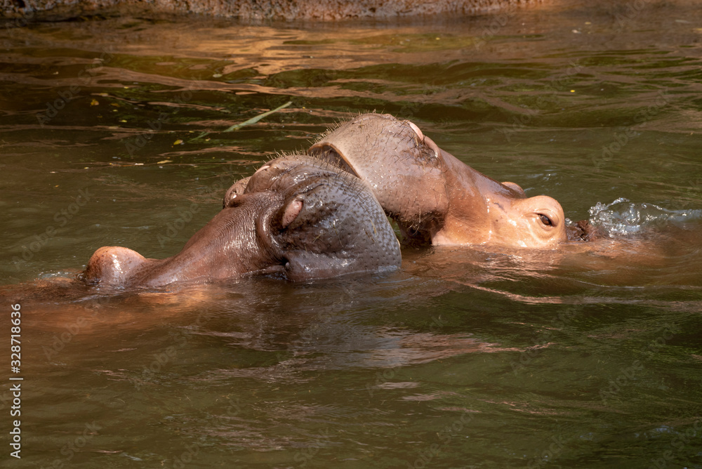 Two hippos fighting in the river. Two hippos fighting in the river.