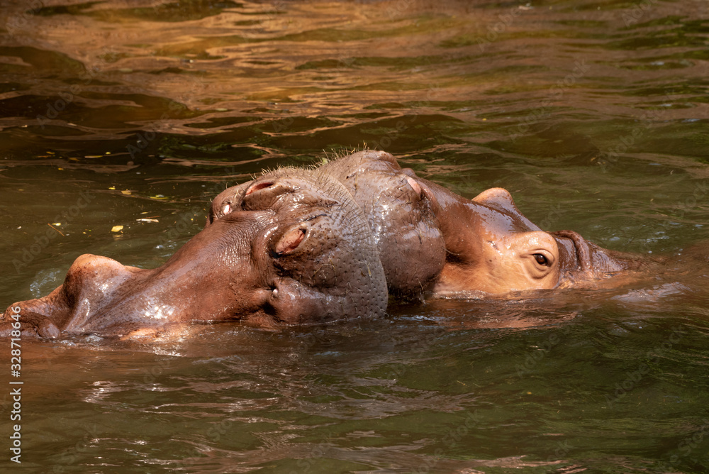 Two hippos fighting in the river. Two hippos fighting in the river.