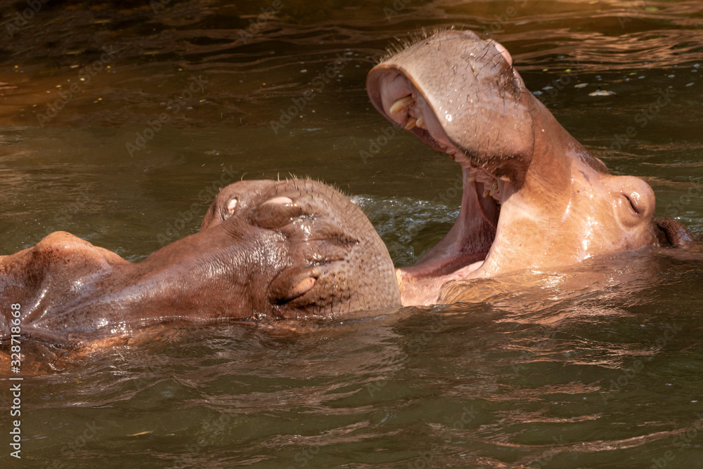 Two hippos fighting in the river. Two hippos fighting in the river.