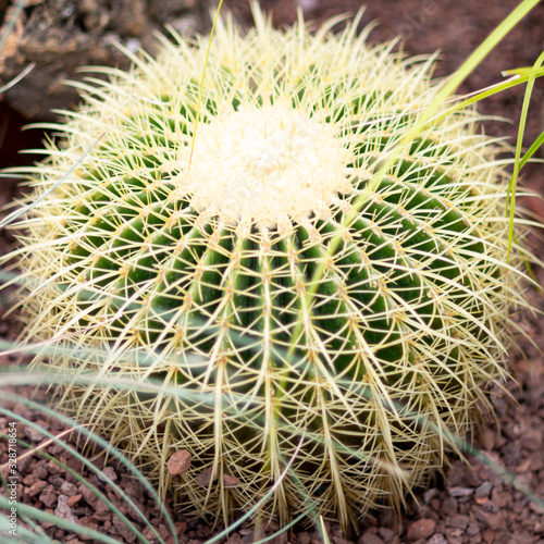 Rounded cactus isolated in the close up with grass