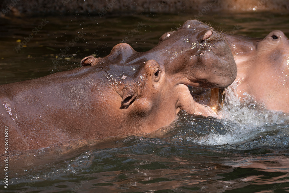 Fototapeta premium Two hippos fighting in the river.