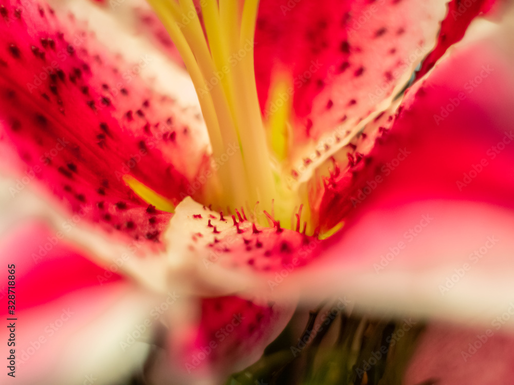 closeup of a flower in bouquet