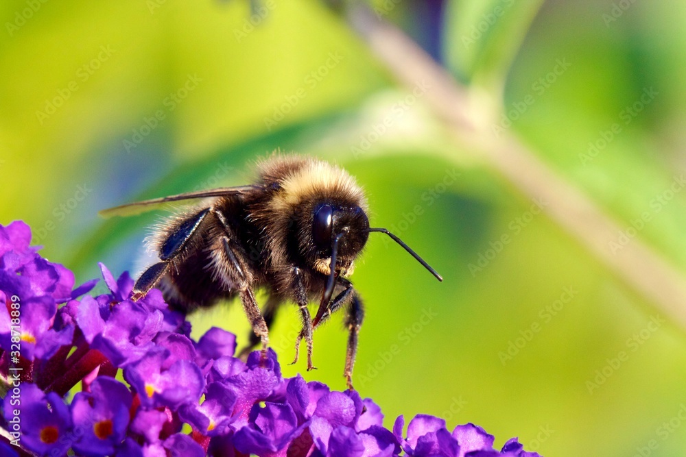 bee on flower