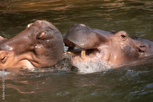 Two hippos fighting in the river.