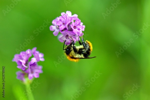 bee on flower
