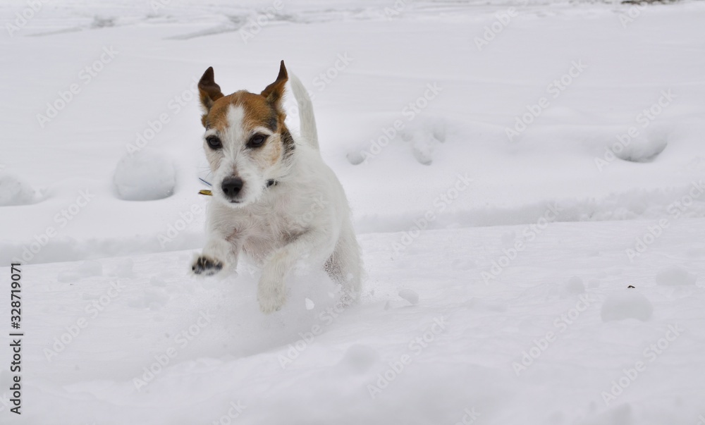 Jack Russell Terrier Jumping in The Snow Jack Russell Terrier Jumping in The Snow