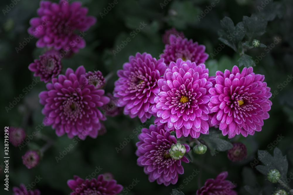 Close up of purple chrysanthemum Close up of purple chrysanthemum
