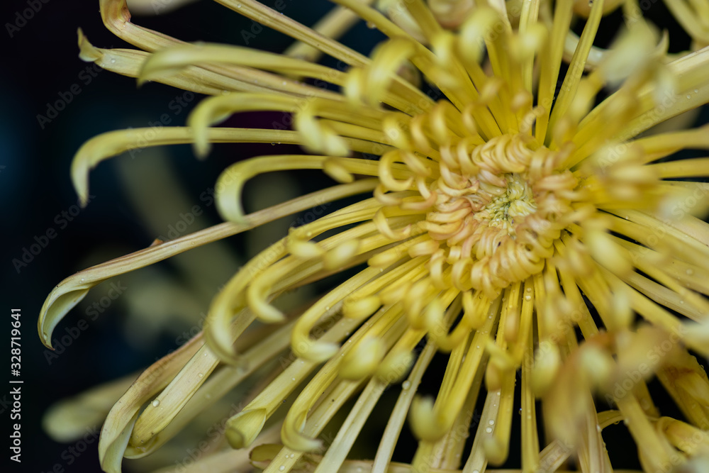 Close up of yellow chrysanthemum Close up of yellow chrysanthemum