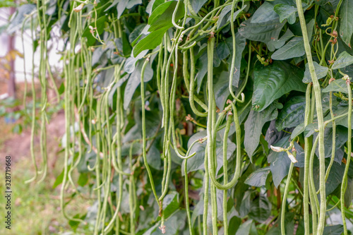 Yard long beans in the garden and green leaf background photo