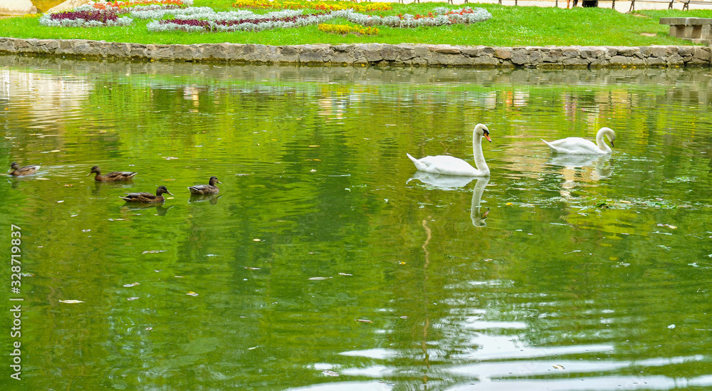 White Swans on the lake.Sofiyivsky Park landscape Uman, Cherkasy Oblast, Ukraine White Swans on the lake.Sofiyivsky Park landscape Uman, Cherkasy Oblast, Ukraine