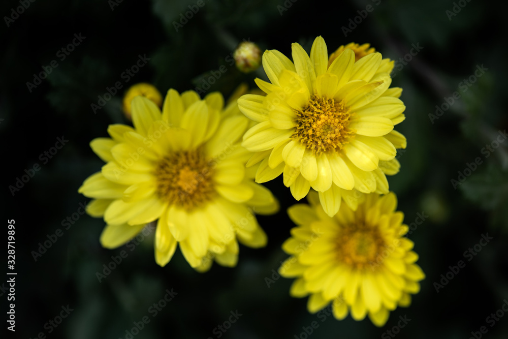 Close up of yellow chrysanthemum Close up of yellow chrysanthemum