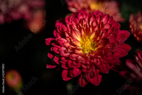 Close up of red chrysanthemum