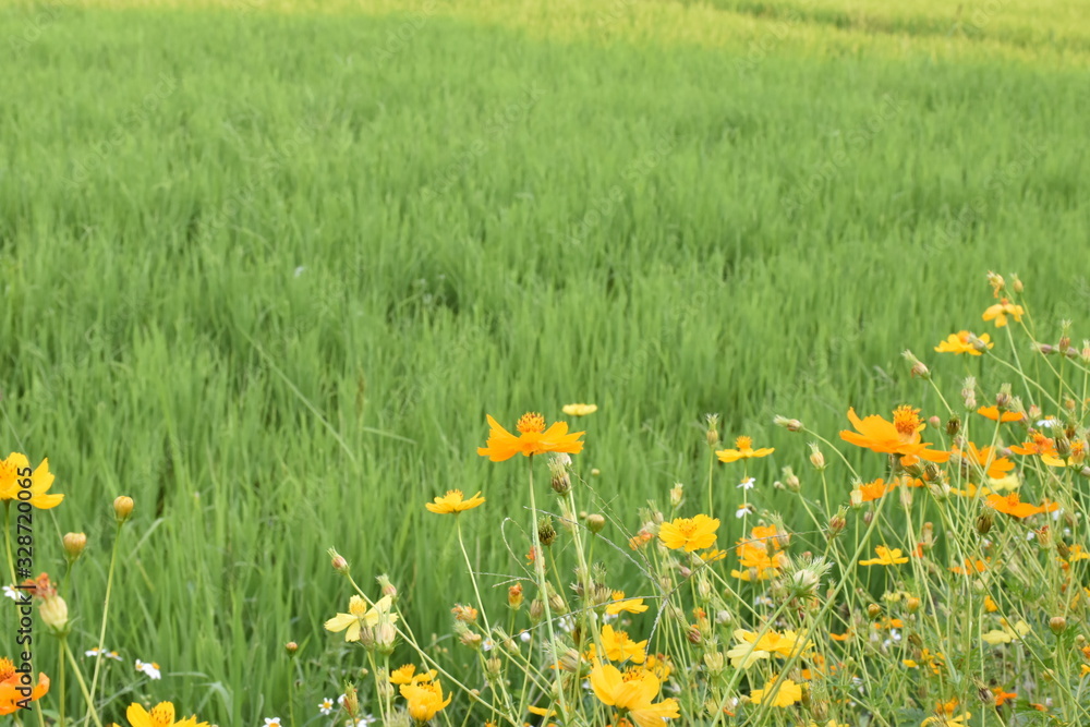 Yellow cosmos flowers in cosmos field, Nan, Thailand.