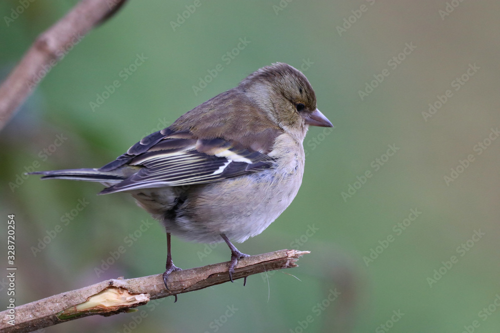 sparrow on a branch sparrow on a branch