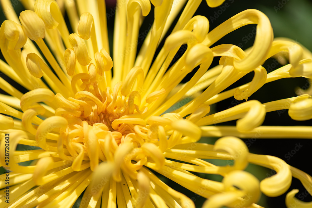 Various colors and varieties of chrysanthemums in the park Various colors and varieties of chrysanthemums in the park