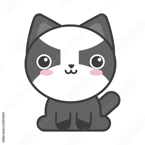 cute cat on white background, feline domestic