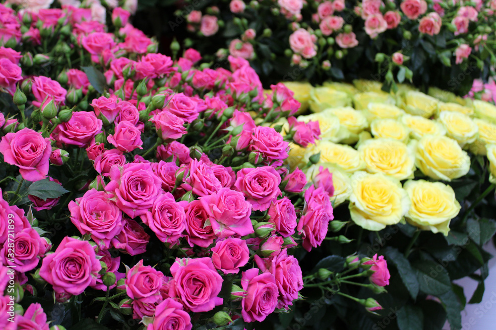 Obraz premium rose