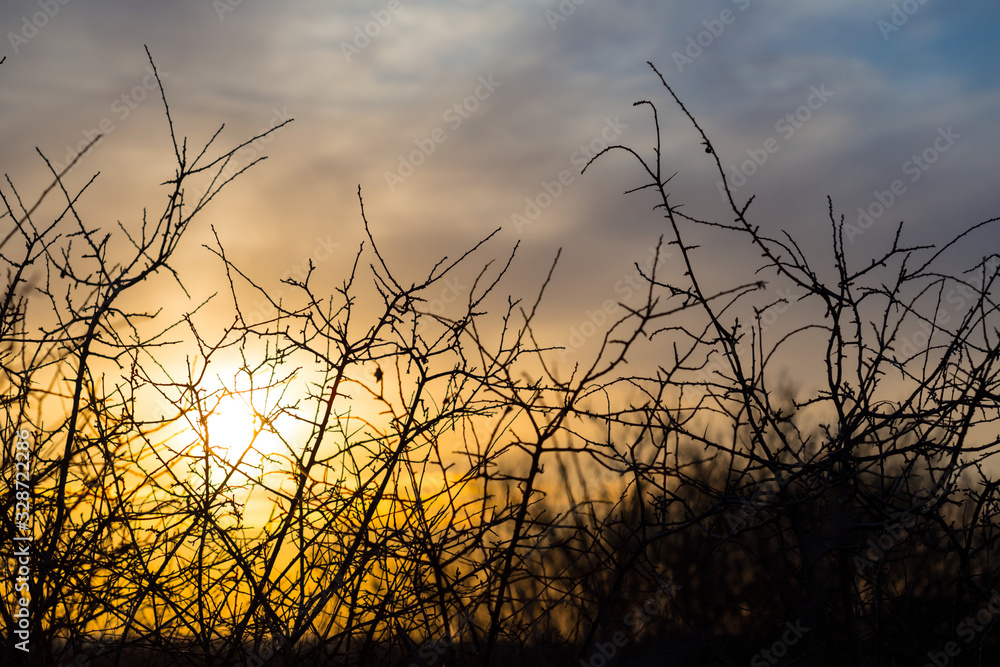 closeup bush branch silhouette on a dramatic sunset background closeup bush branch silhouette on a dramatic sunset background