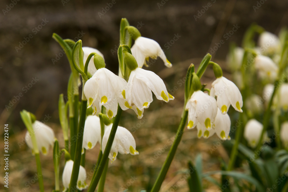 Fototapeta premium Märzenbecher