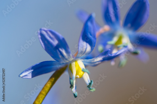 closeup blue Scilla flower  early spring background