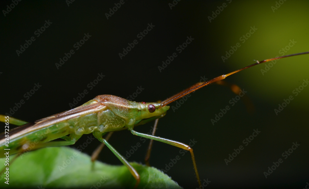 reverse macro photography