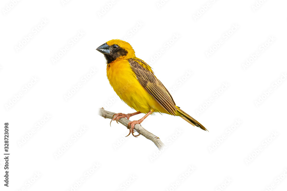 Male Asian Golden Weaver isolated perching on white background