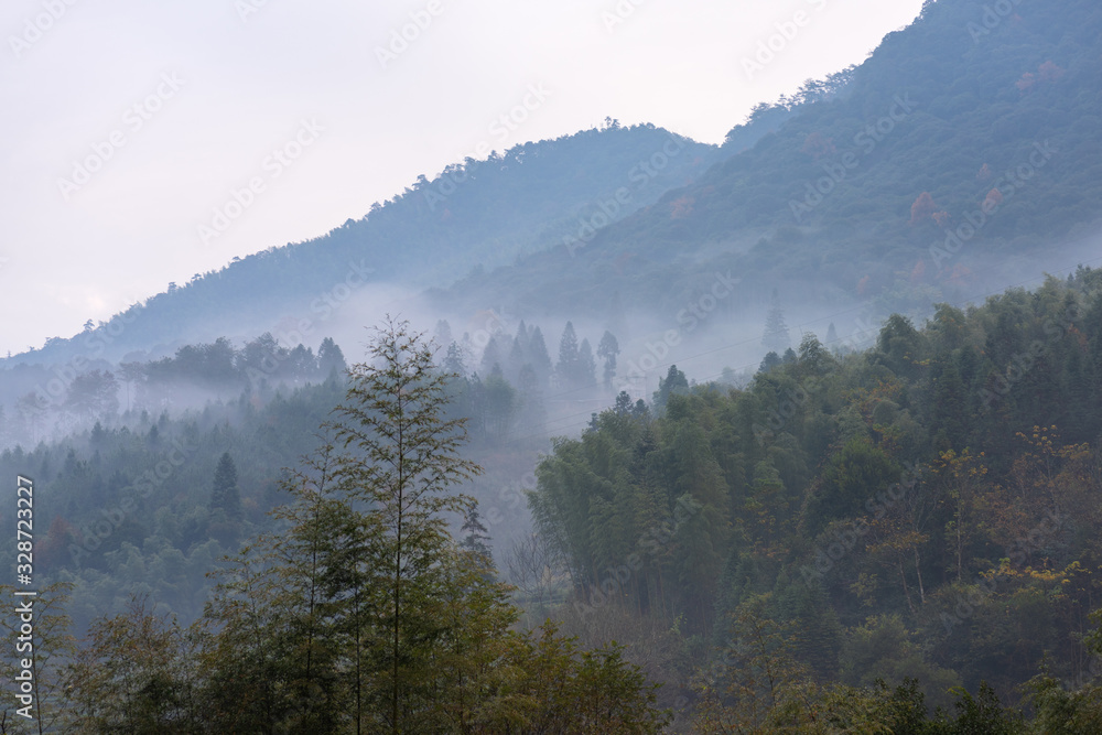 Fototapeta premium There is fog in the tea mountain in the morning