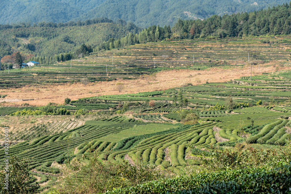 The scenery of the tea field is beautiful, and the tea growing environment is very good