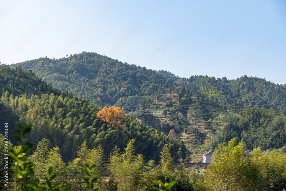 Naklejka premium The scenery of the tea field is beautiful, and the tea growing environment is very good