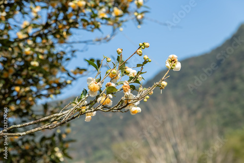 Foto The tea trees in the tea garden have white and yellow flowers