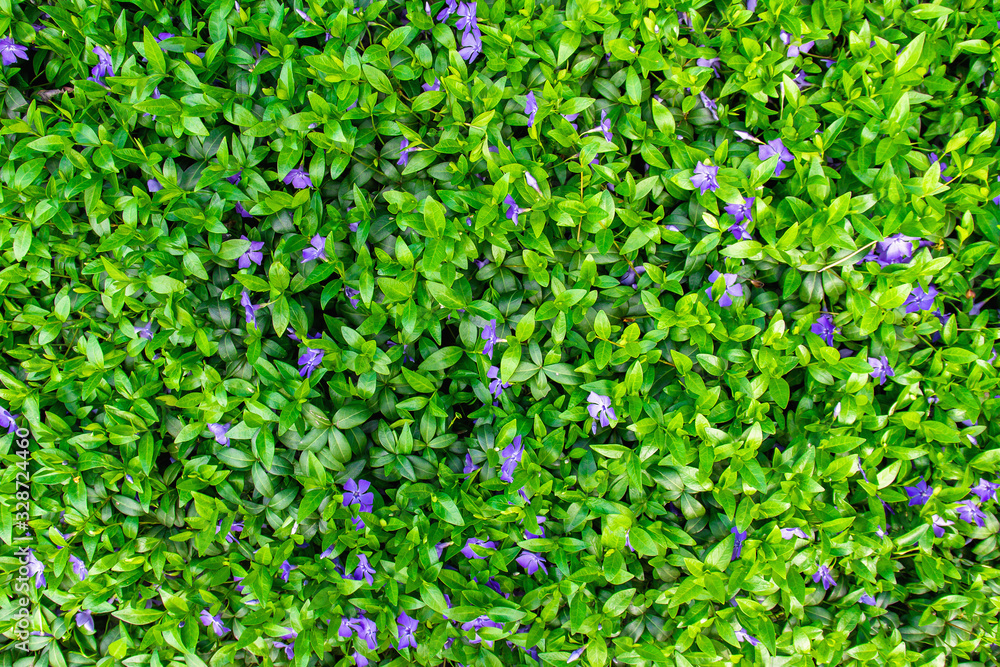 Background from small purple spring flowers and green leaves on the lawn. Background from small purple spring flowers and green leaves on the lawn.