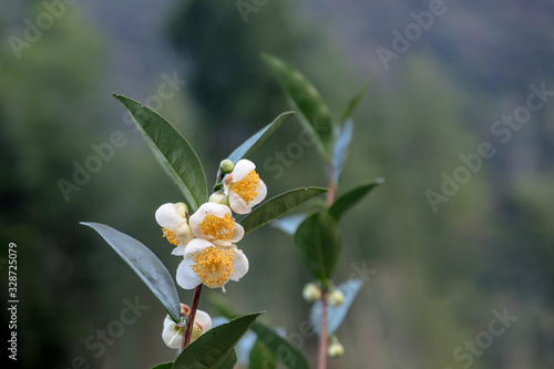 The tea trees in the tea garden have white and yellow flowers