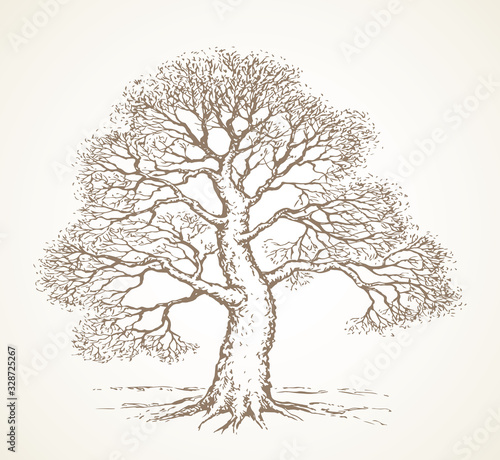 Fototapeta Tall oak in winter. Vector drawing