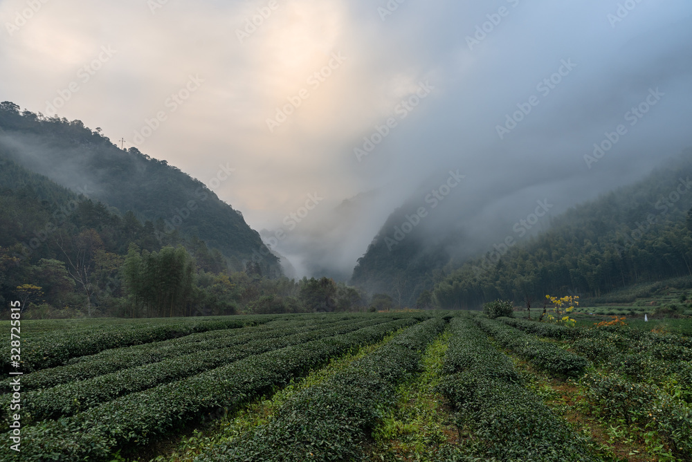 There is fog in the tea mountain in the morning