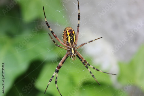 Spinne im Netz © C. Kellner