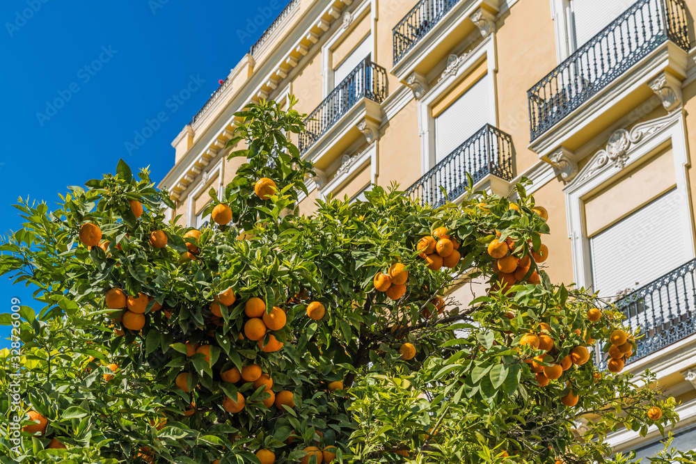 Valencia – Orange trees in front of a Art Nouveau building