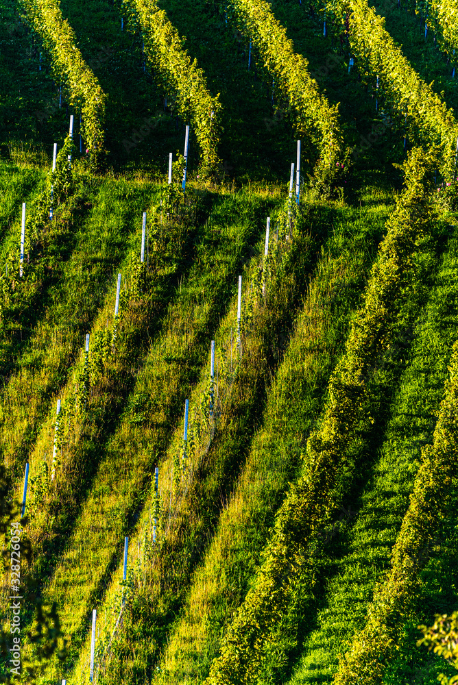 Fototapeta premium Rows Of Vineyard Grape Vines. Autumn Landscape. Austria south Styria . Abstract Background Of Autumn Vineyards Rows.