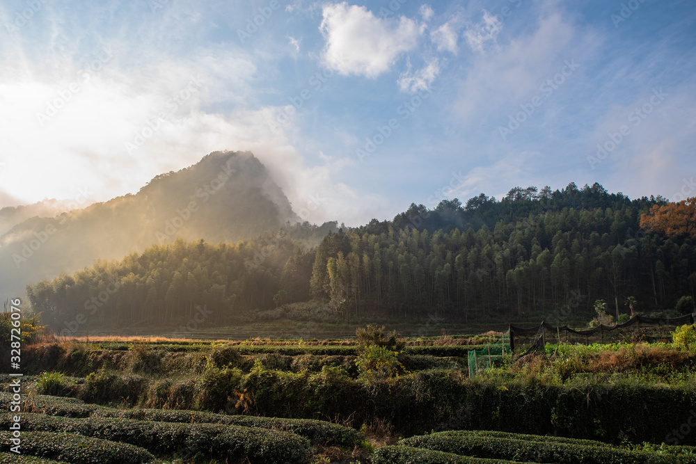 There is fog in the tea mountain in the morning
