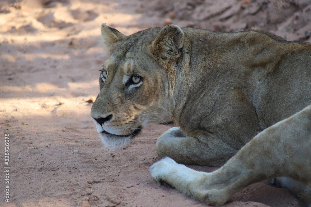 Fototapeta premium Lioness