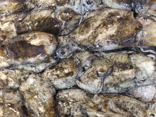 Frische Tintenfische am Stand eines Fischhändlers in der Markthalle von Santiago de Compostela in Spanien photo