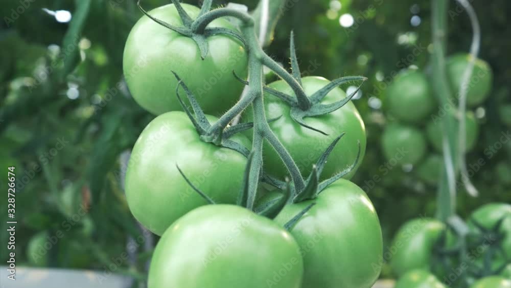 Sunny day in a greenhouse, view of branches with tomatoes, grown tomato and green seedling Sunny day in a greenhouse, view of branches with tomatoes, grown tomato and green seedling