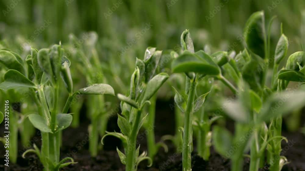 Green sprouts sprout from the ground. The beginning of a new life in nature in spring. Pea sprouts. Green sprouts sprout from the ground. The beginning of a new life in nature in spring. Pea sprouts.
